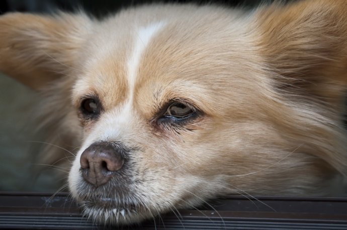 主人应对犬做哪些呵护工作