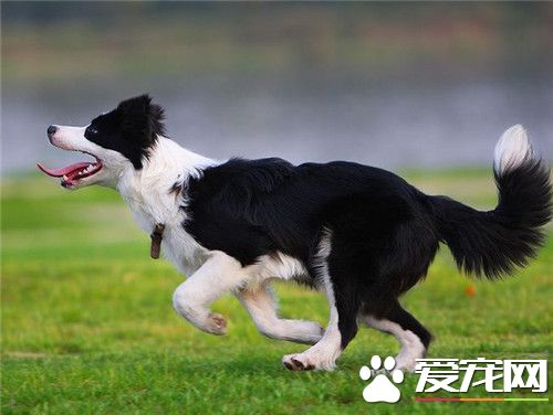 边疆牧羊犬练习飞盘 常常多加练习才华完毕