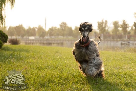 阿富汗猎犬吃什么毛色更佳 怎样让阿富汗猎犬毛色亮丽光彩