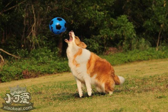 边疆牧羊犬怎样沐浴 边牧沐浴过程