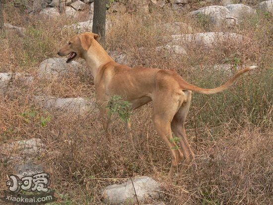 细犬吃什么毛发光彩佳 华夏细犬吃什么对于毛色佳1