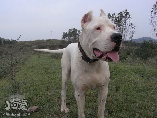 杜高犬怎样沐浴 杜高犬沐浴方法过程1