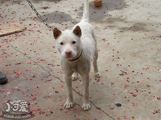 下司犬幼犬吃什么狗粮佳 下司犬狗粮采用推举1