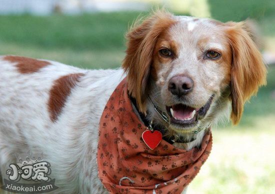 陈列塔尼犬怎样建剪指甲 陈列塔尼犬指甲建剪方式1