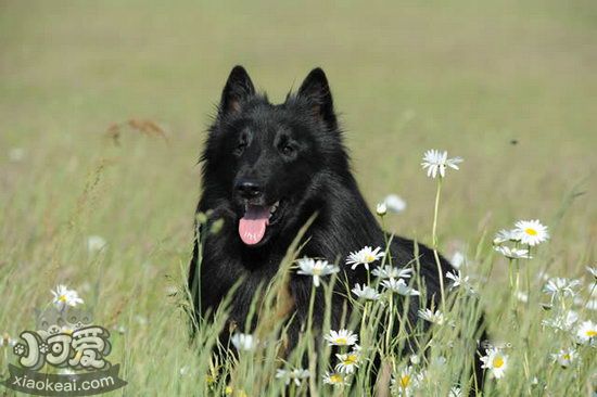 西帕基犬耳朵怎样干洁 西帕基犬耳朵干洁瞅护方式1