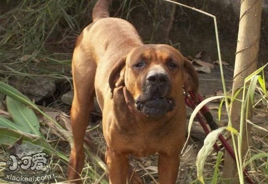 日原土佐犬怎样驱虫 日原土佐犬驱虫方式1