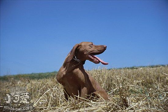 维希拉猎犬何如建剪指甲 维希拉猎犬剪指甲方式1