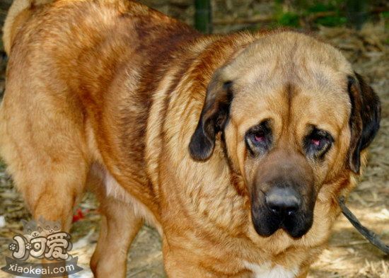 马士提夫犬何如建剪指甲 马士提夫獒犬剪指甲方式1