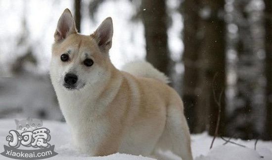 挪威布哈德犬耳朵何如干净 挪威布哈德犬耳朵干净方式