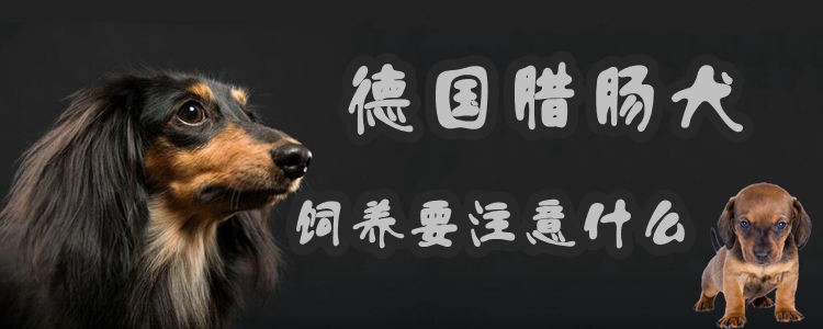 德国香肠犬豢养要注重什么