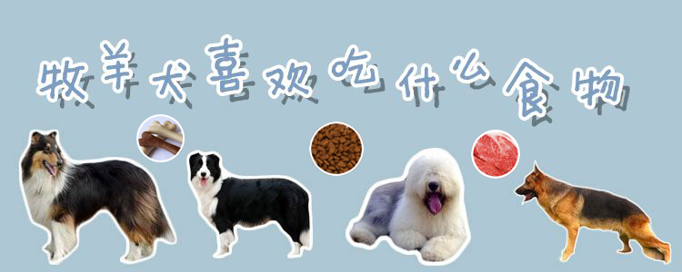 牧羊犬喜佳吃什么食物