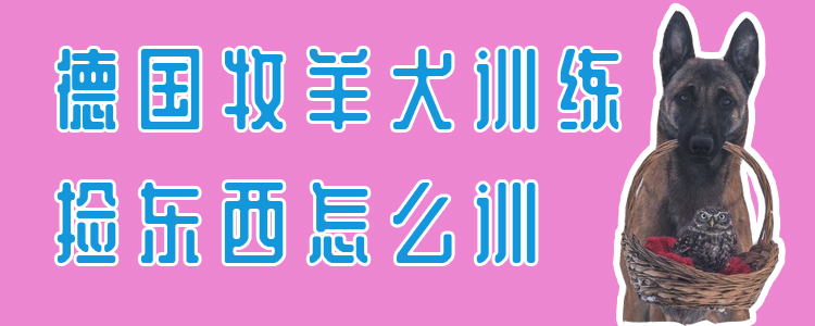 德国牧羊犬练习拣物品怎样训