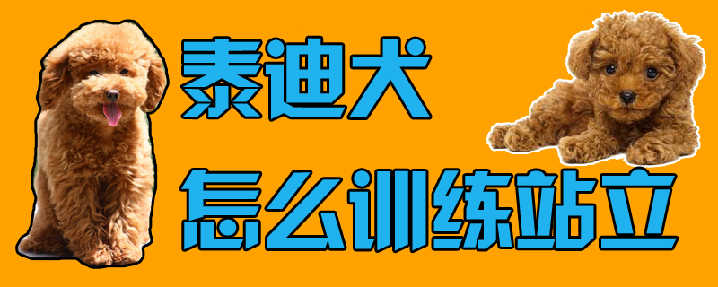 泰迪犬怎样练习站立