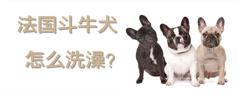 法国斗牛犬怎样沐浴