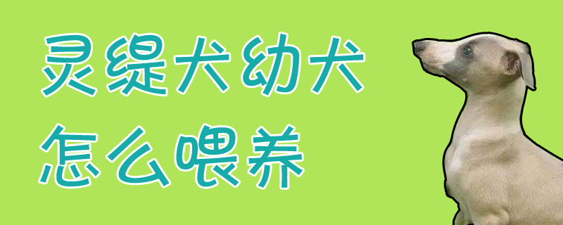 灵缇犬幼犬怎样豢养