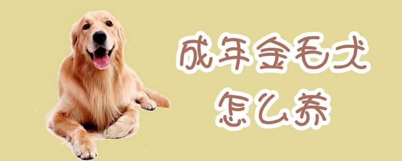 成年金毛犬怎样养