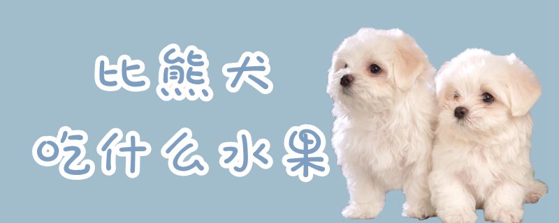 比熊犬吃什么生果