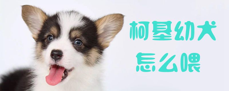 柯基幼犬怎样喂1