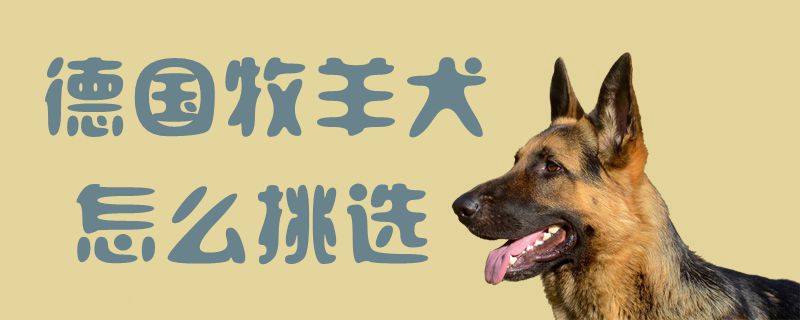 德国牧羊犬怎样采用1