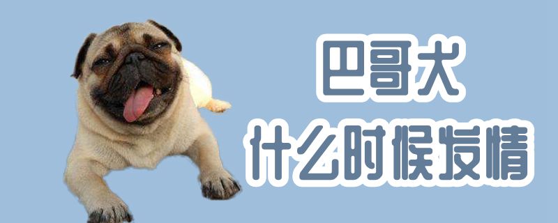 巴哥犬什么时间发情