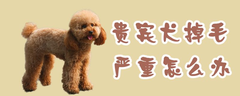 客人犬掉毛严沉怎样办