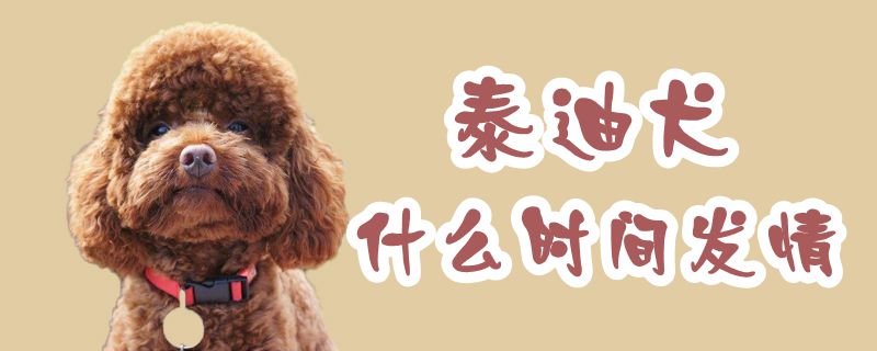 泰迪犬什么时候发情