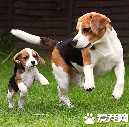 比格犬怎样练习没有护食 最先要时常搁任上喂食