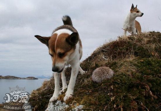 挪威伦德猎犬卧倒怎样练习 挪威伦德猎犬趴下练习教程1