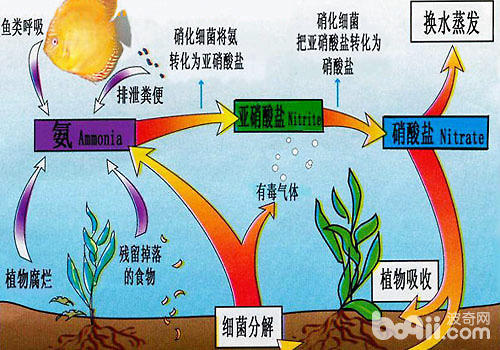  硝化菌与水质的闭系