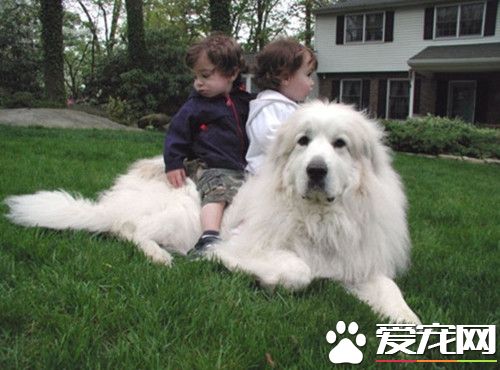 何如练习表露熊犬 不妨经过开辟的办法来练习