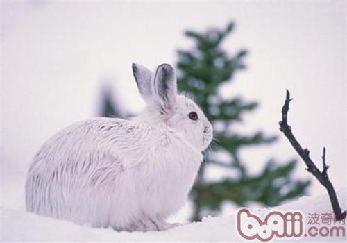 雪兔的种类简介