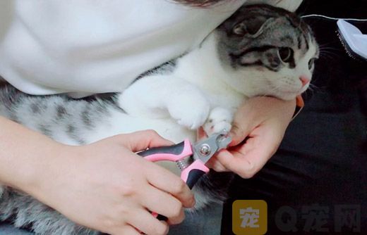 猫狗需要修剪指甲吗？猫狗指甲怎么修剪