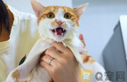 宠物猫除了吃猫粮还吃什么？