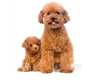 贵宾犬幼年喂好抵抗力才强