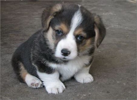 初生幼犬授乳常识