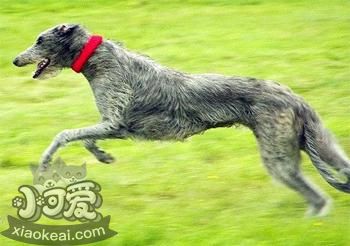 苏格兰猎鹿犬怎么美容，苏格兰猎鹿犬美容方法