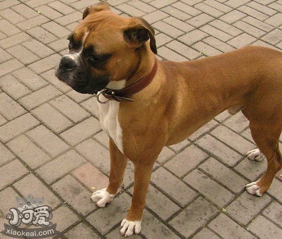 拳师犬耳朵怎么清洁，拳师犬梗耳朵护理方法