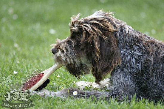 刚毛指示格里芬犬怎么喂食，刚毛指示格里芬犬喂食要点