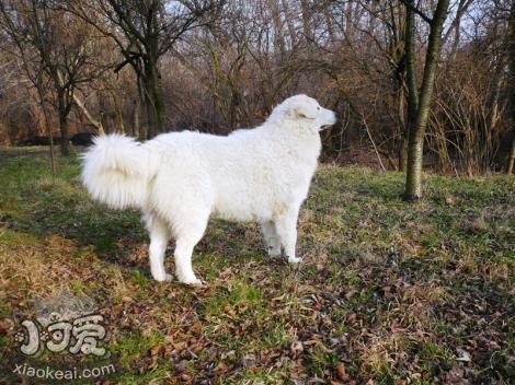 库瓦兹犬呕吐发抖怎么回事，呕吐发抖原因介绍