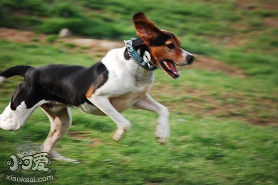 树丛浣熊猎犬如何饲养，树丛浣熊猎犬养护知识