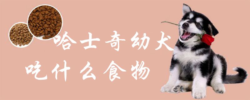 哈士奇幼犬吃什么食物