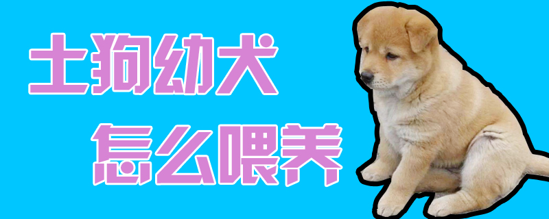 土狗幼犬怎么喂养