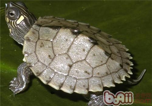 密西西比地图龟的品种简介