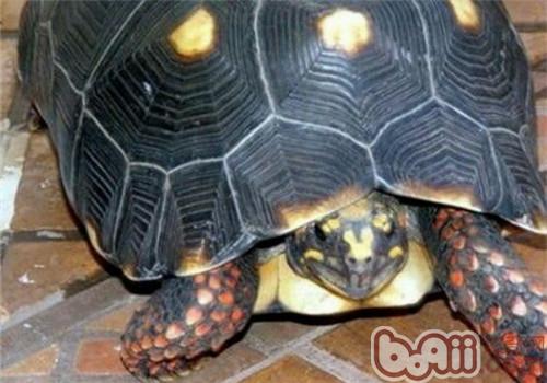红腿陆龟的品种简介
