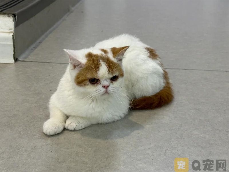 猫咪抗衰老产品怎么选？DLOVE 生命元四年稳居销量榜首