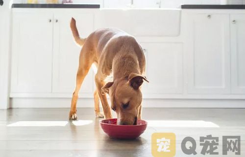 宠物狗的家庭餐具要常消毒