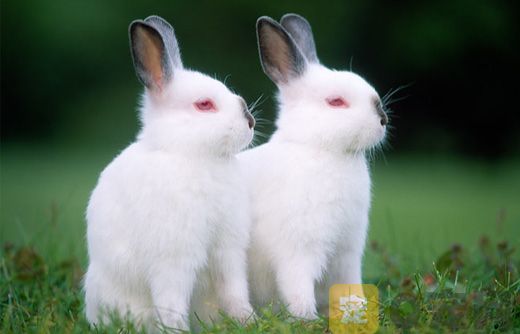 侏儒海棠兔的喂养知识