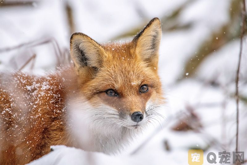 专家提醒:狐狸不能宠物化饲养(图1) 专家提醒:狐狸不能宠物化饲养(图1)