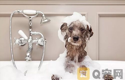  给狗狗洗澡：能否使用洗衣液？(图1)