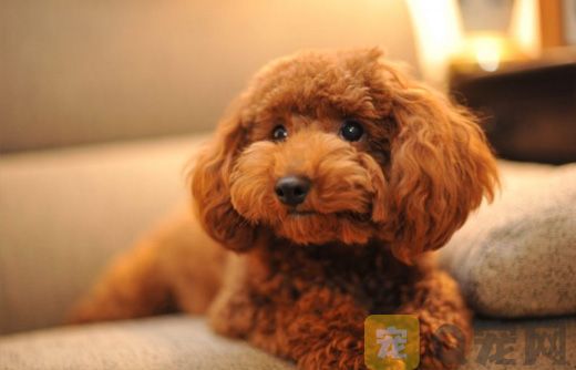 泰迪颜色有几种？